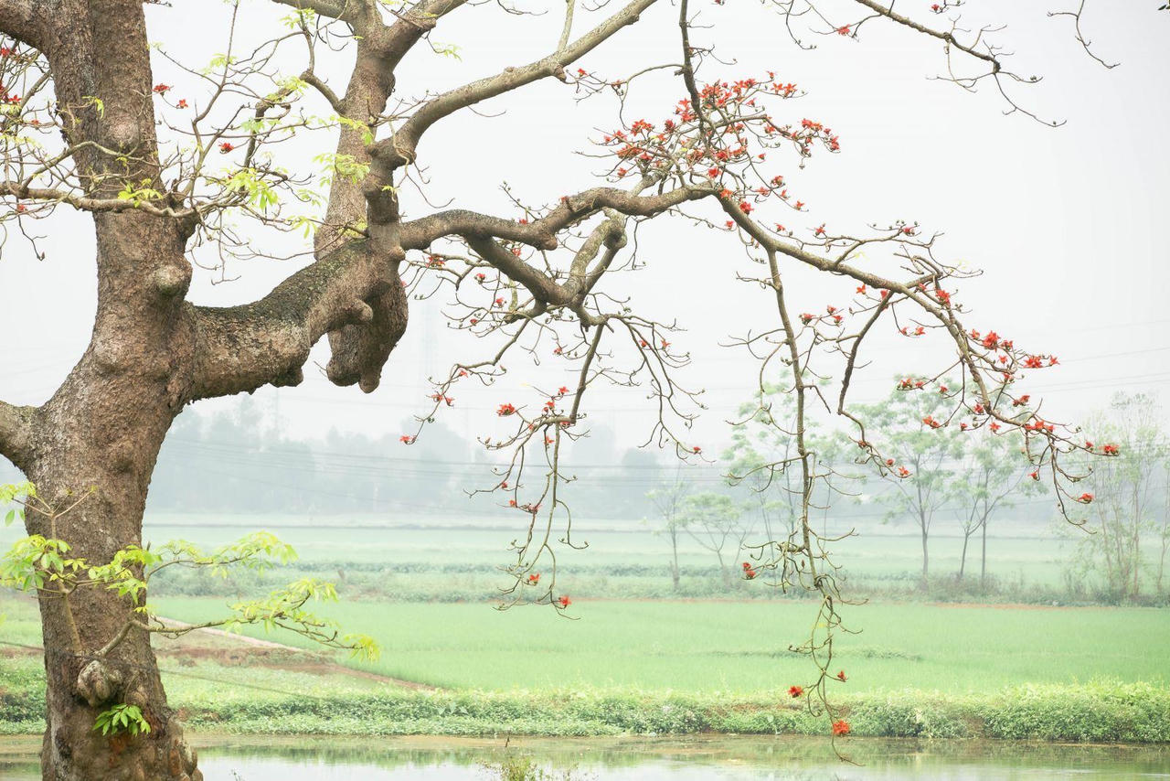 Hà Nội: Cơn sốt check-in cây gạo Bờ Hồ đẹp đến ngỡ ngàng