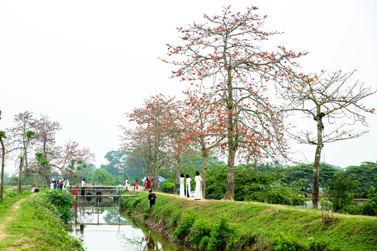 Hà Nội: Cơn sốt check-in cây gạo Bờ Hồ đẹp đến ngỡ ngàng