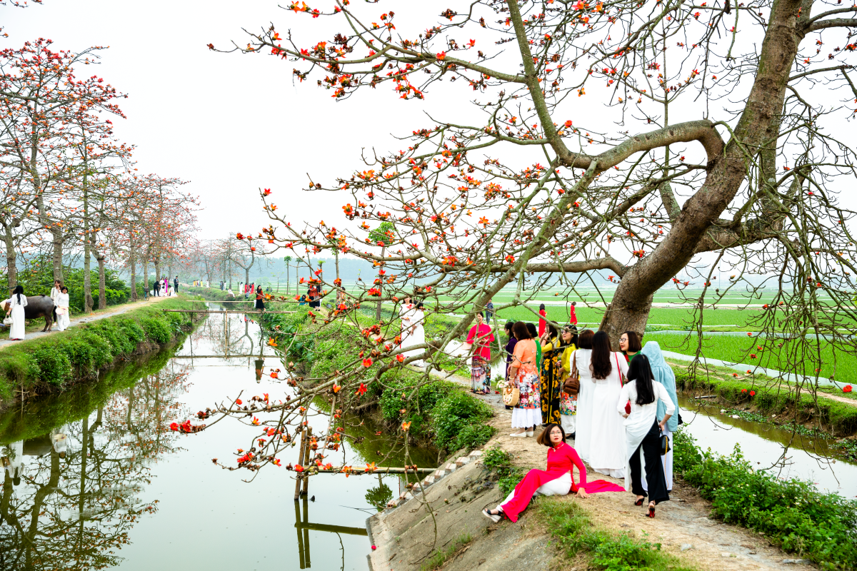 Hà Nội: Cơn sốt check-in cây gạo Bờ Hồ đẹp đến ngỡ ngàng