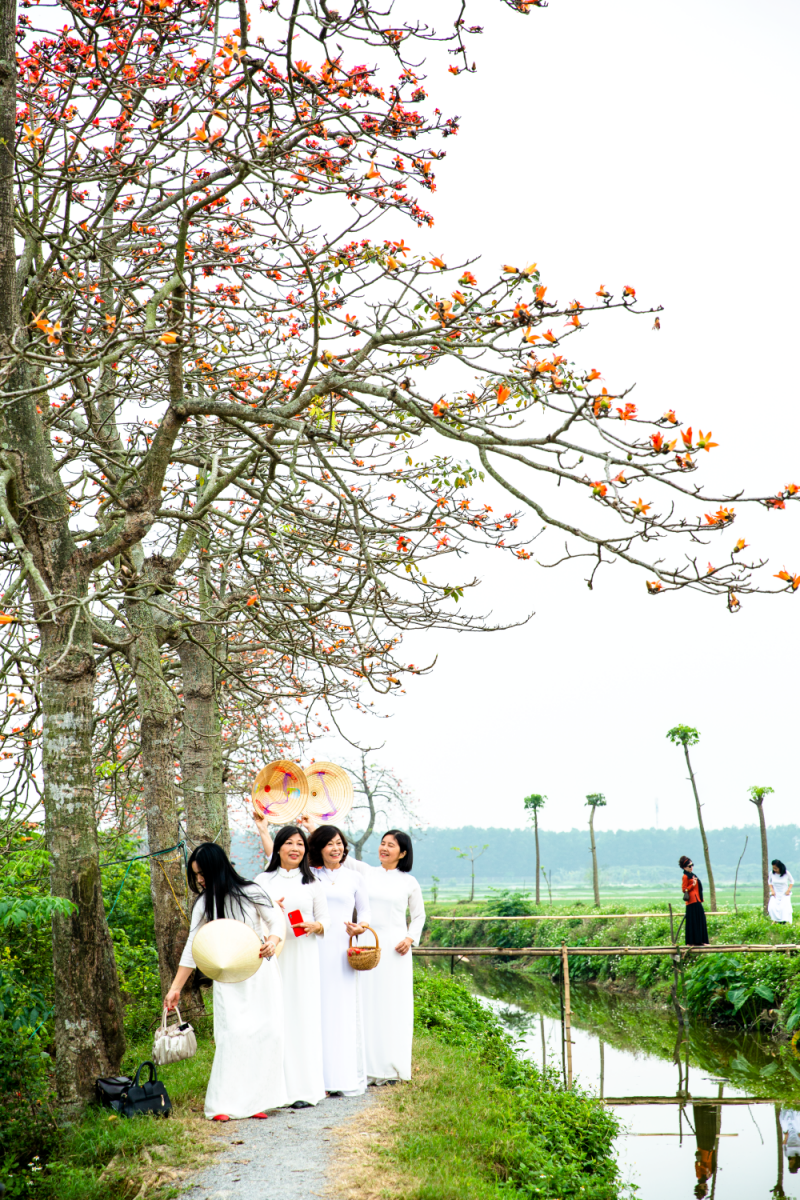 Hà Nội: Cơn sốt check-in cây gạo Bờ Hồ đẹp đến ngỡ ngàng