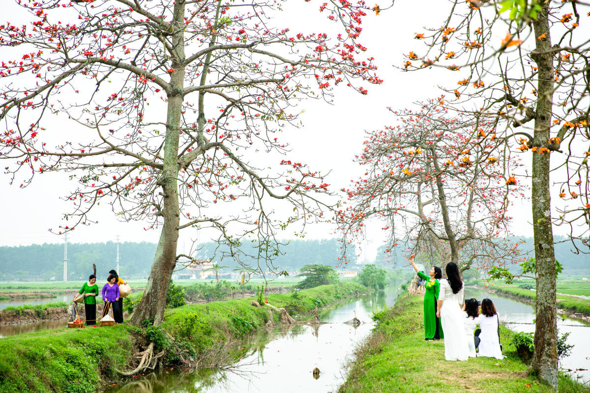 Hà Nội: Cơn sốt check-in cây gạo Bờ Hồ đẹp đến ngỡ ngàng