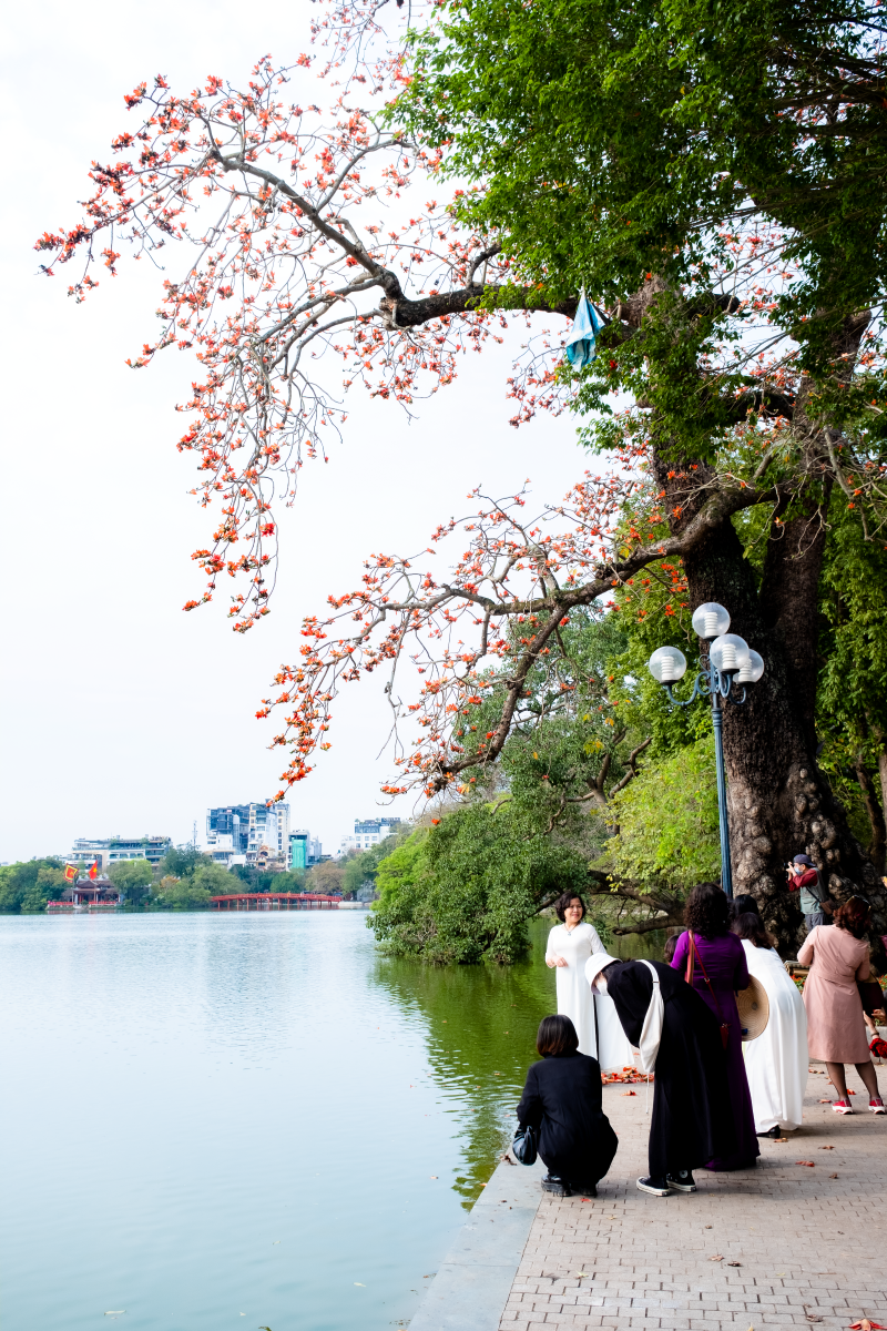 Hà Nội: Cơn sốt check-in cây gạo Bờ Hồ đẹp đến ngỡ ngàng