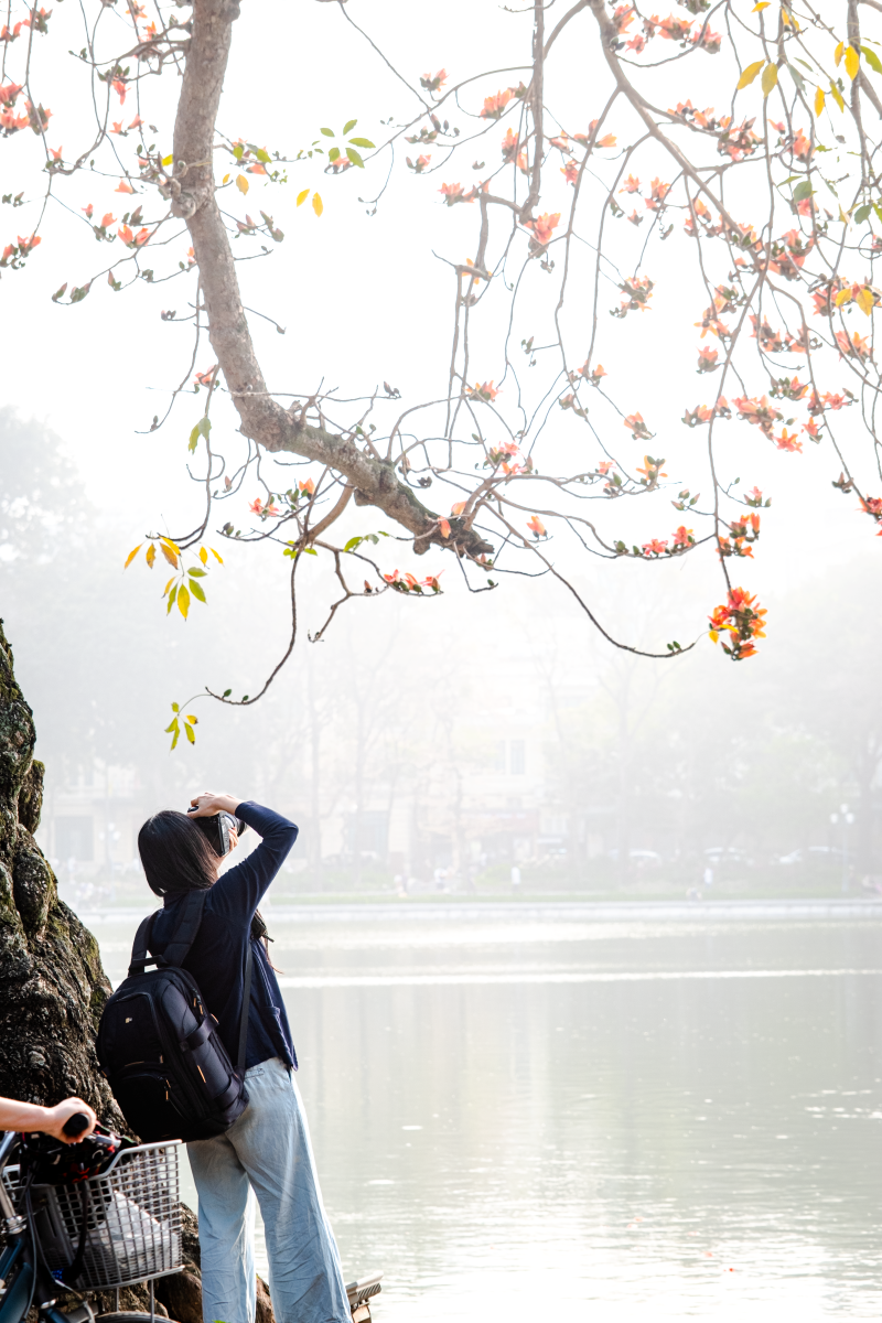 Hà Nội: Cơn sốt check-in cây gạo Bờ Hồ đẹp đến ngỡ ngàng