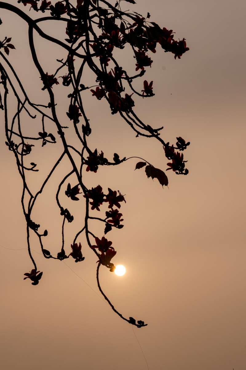 Hà Nội: Cơn sốt check-in cây gạo Bờ Hồ đẹp đến ngỡ ngàng