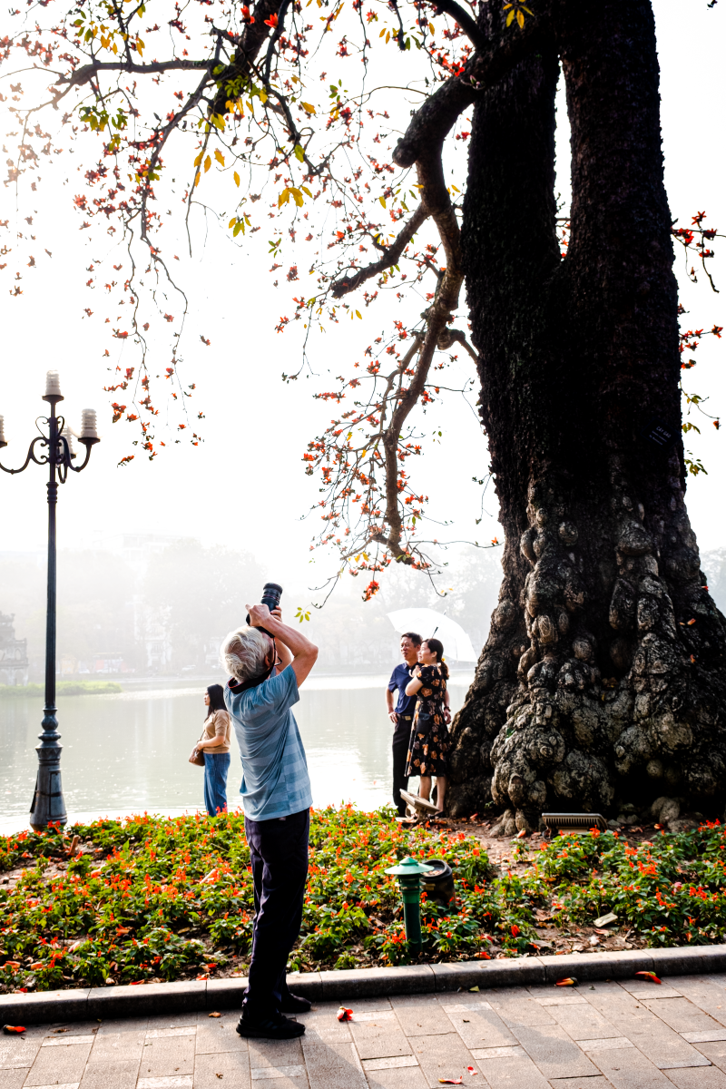 Hà Nội: Cơn sốt check-in cây gạo Bờ Hồ đẹp đến ngỡ ngàng