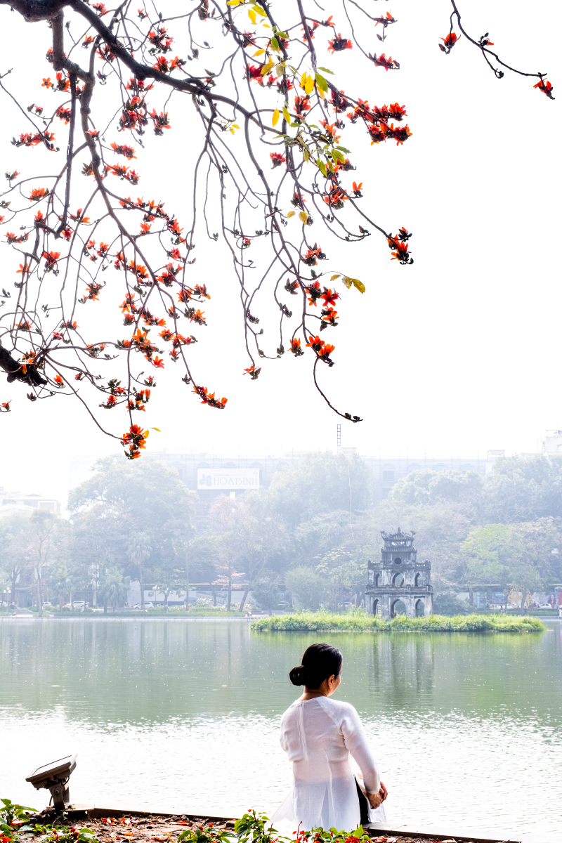Hà Nội: Cơn sốt check-in cây gạo Bờ Hồ đẹp đến ngỡ ngàng