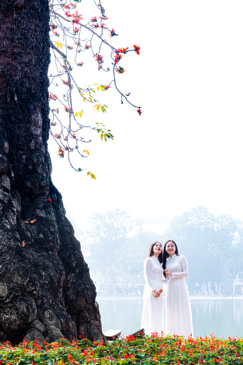 Hà Nội: Cơn sốt check-in cây gạo Bờ Hồ đẹp đến ngỡ ngàng