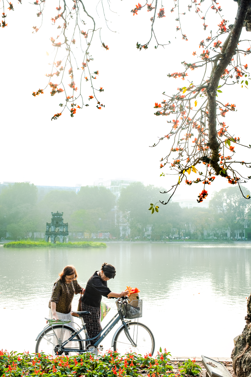 Hà Nội: Cơn sốt check-in cây gạo Bờ Hồ đẹp đến ngỡ ngàng