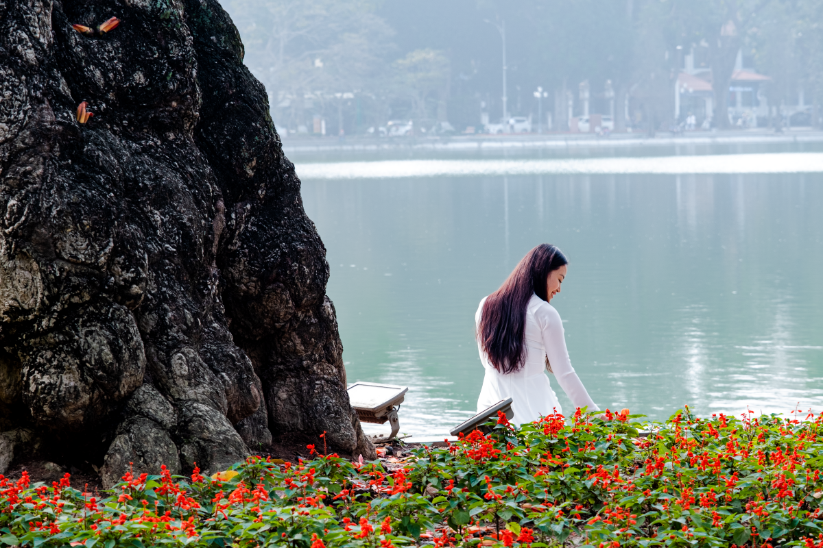 Hà Nội: Cơn sốt check-in cây gạo Bờ Hồ đẹp đến ngỡ ngàng