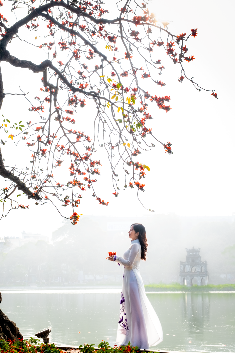 Hà Nội: Cơn sốt check-in cây gạo Bờ Hồ đẹp đến ngỡ ngàng