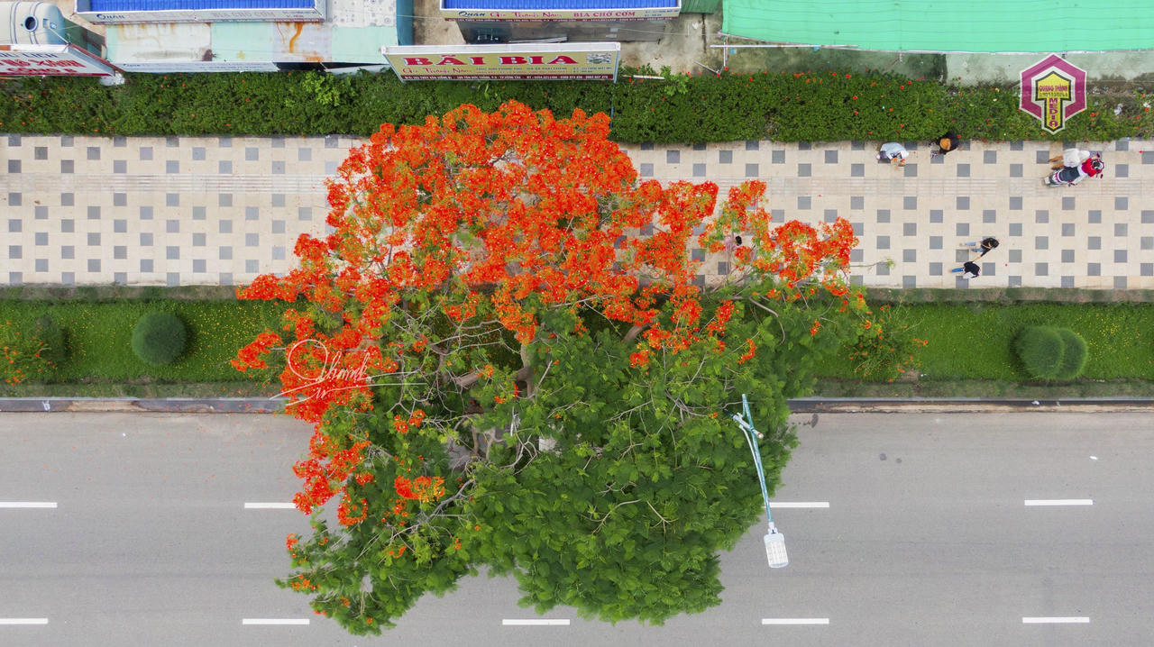 Cây phượng độc, lạ ở Vũng Tàu thu hút nhiều người