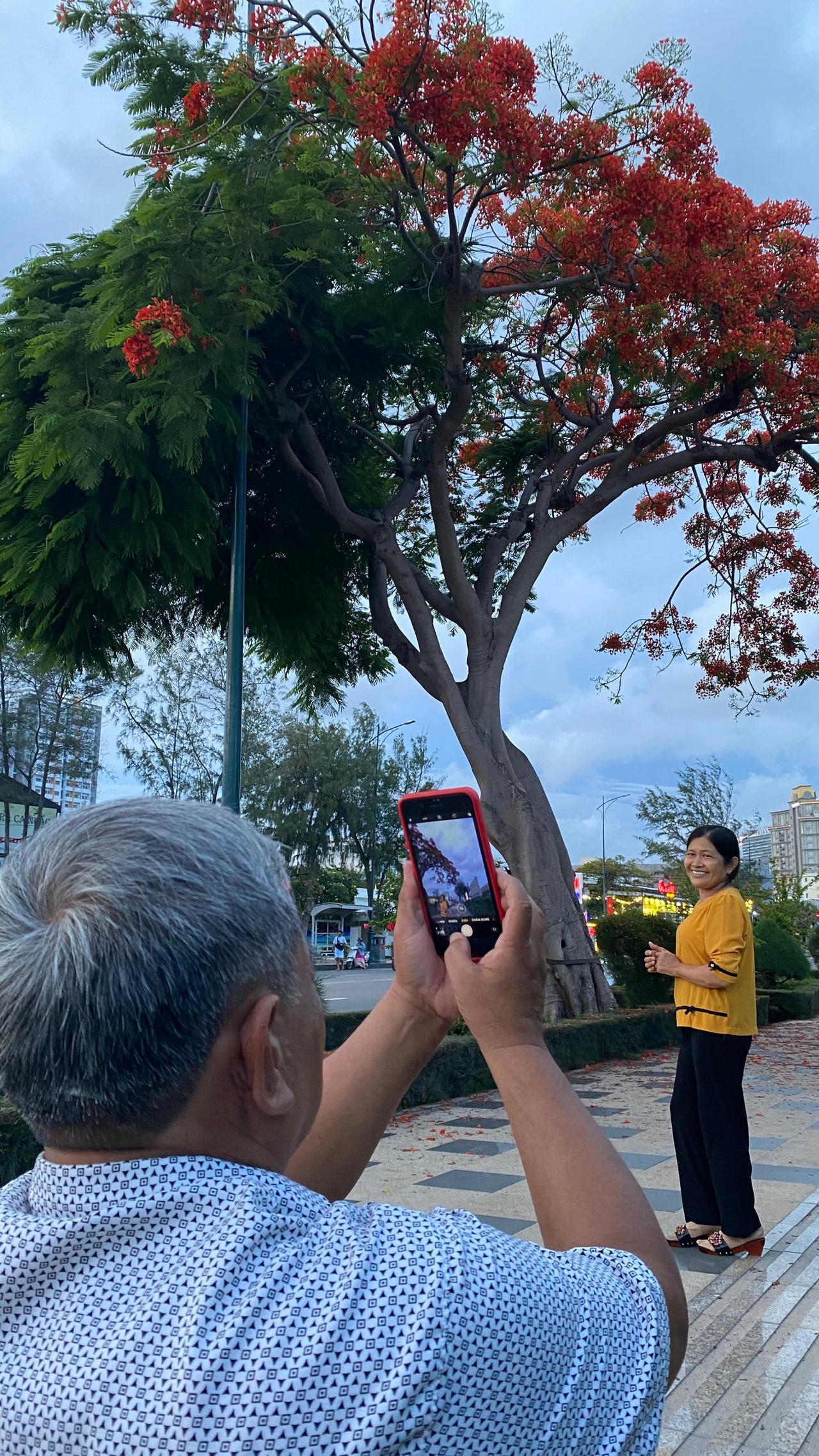 Cây phượng độc, lạ ở Vũng Tàu thu hút nhiều người