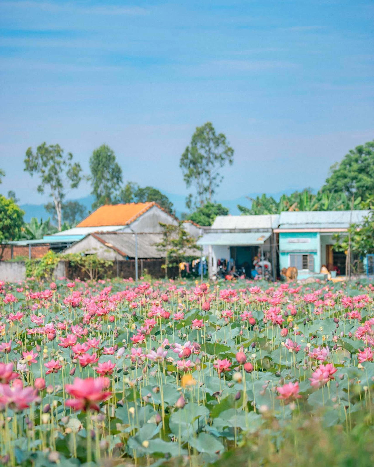 Quảng Nam hè về, đẹp nao lòng mùa sen nở rộ