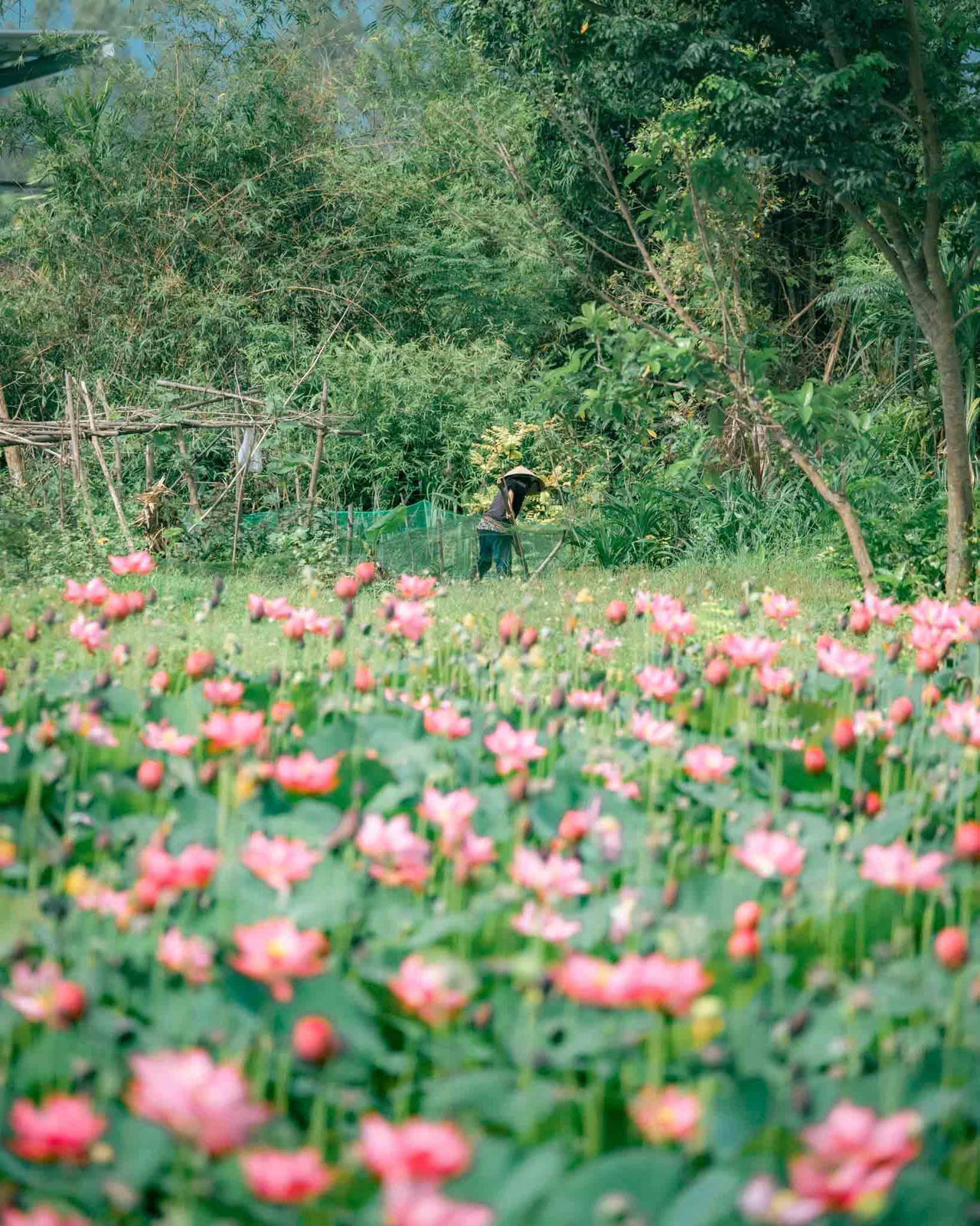 Quảng Nam hè về, đẹp nao lòng mùa sen nở rộ