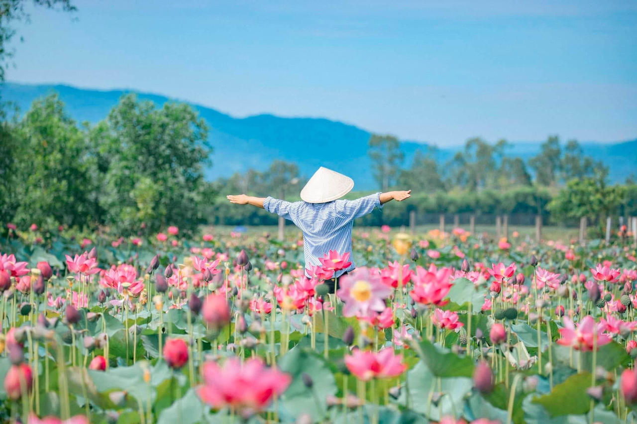 Quảng Nam hè về, đẹp nao lòng mùa sen nở rộ