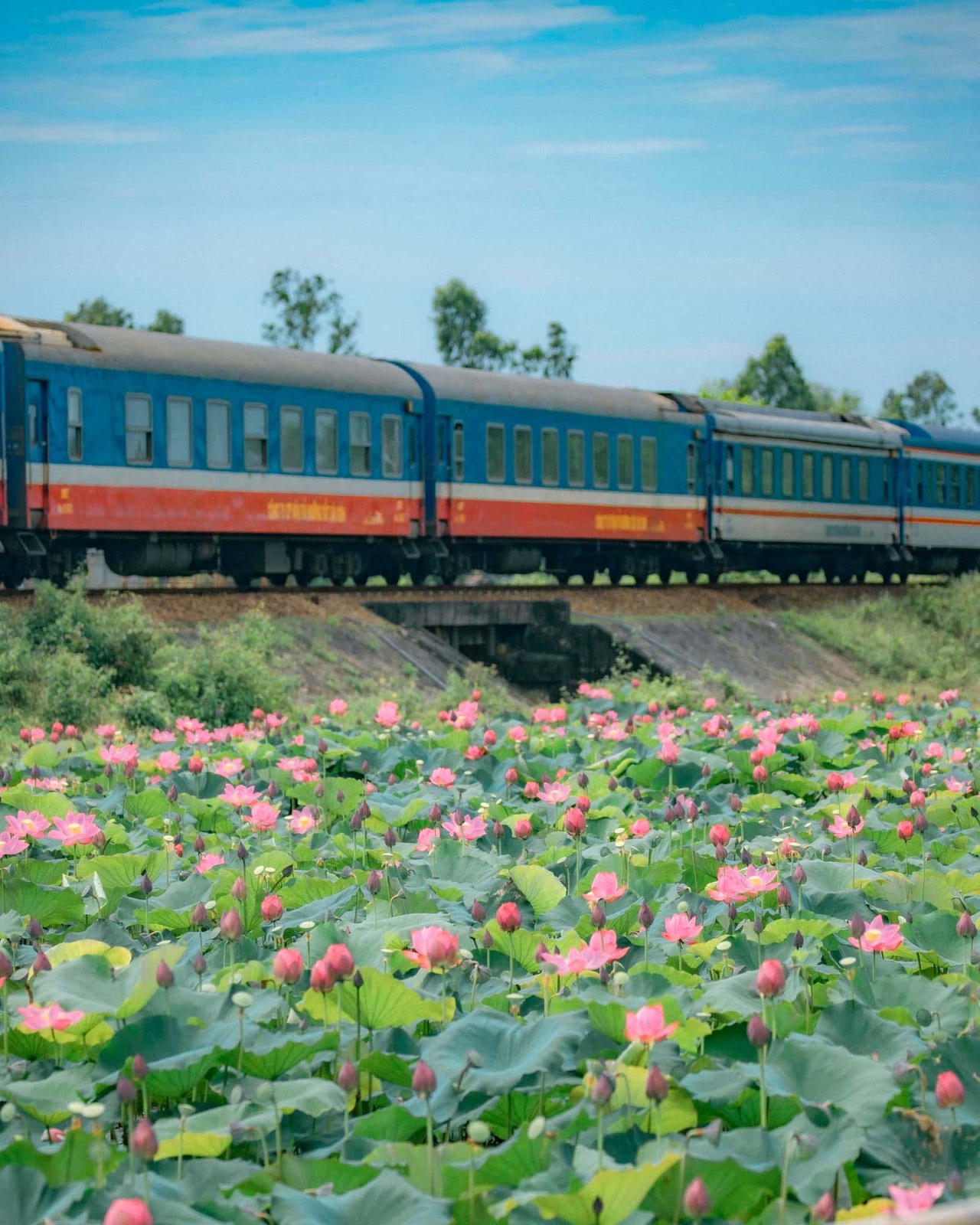 Quảng Nam hè về, đẹp nao lòng mùa sen nở rộ