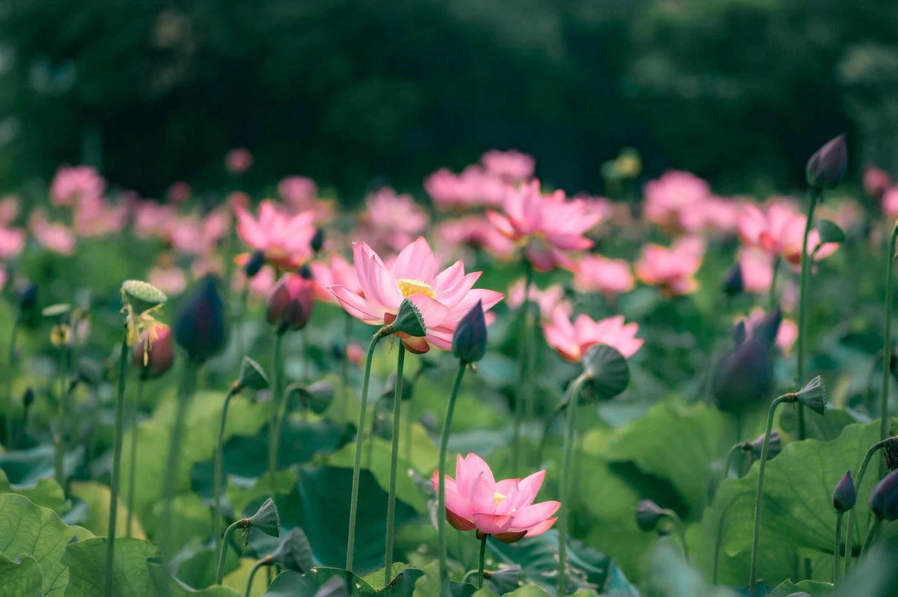 Quảng Nam hè về, đẹp nao lòng mùa sen nở rộ