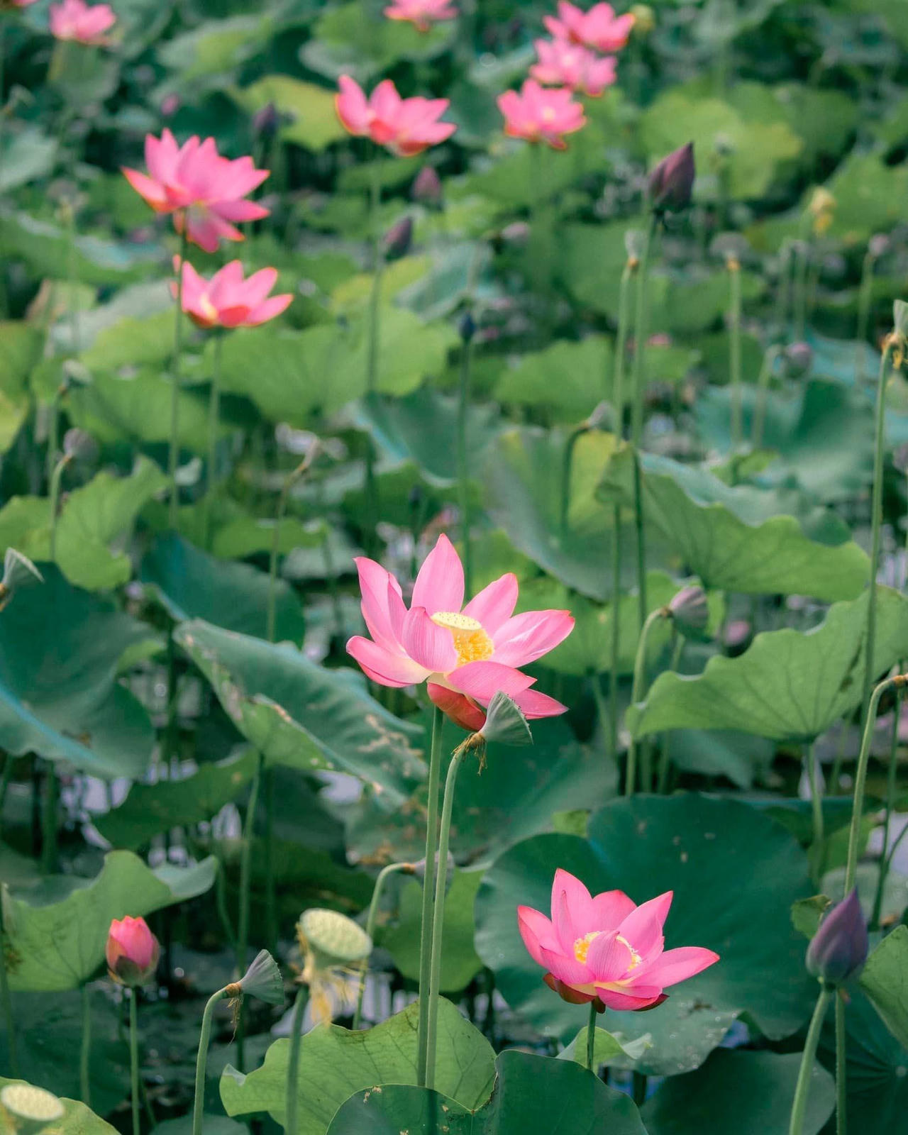 Quảng Nam hè về, đẹp nao lòng mùa sen nở rộ