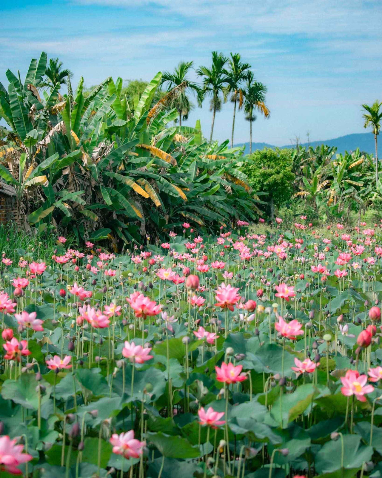 Quảng Nam hè về, đẹp nao lòng mùa sen nở rộ