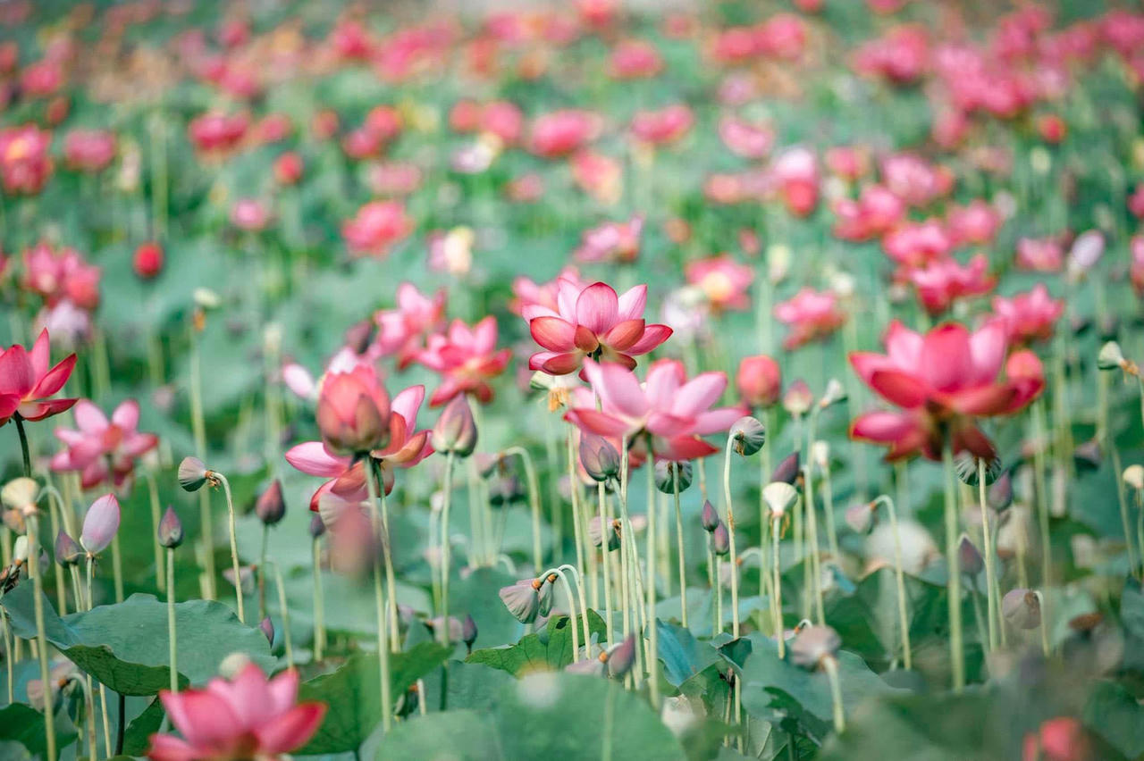 Quảng Nam hè về, đẹp nao lòng mùa sen nở rộ