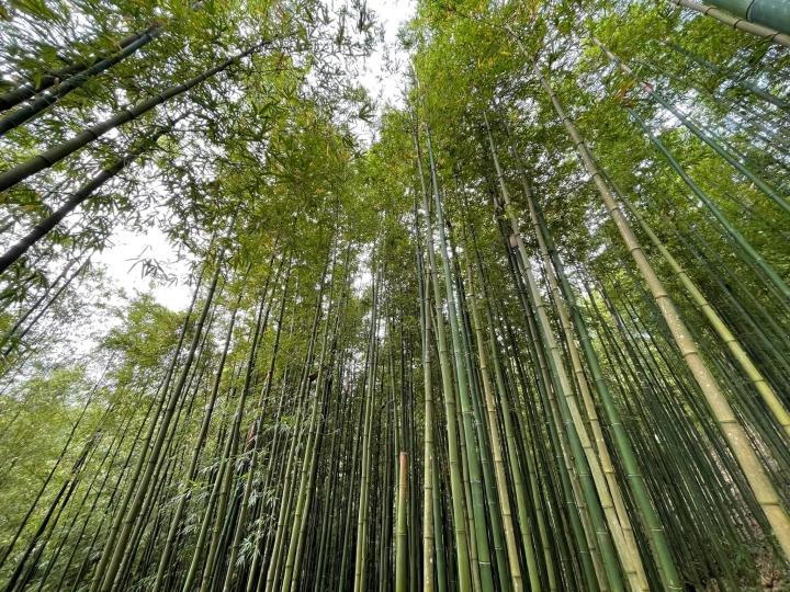 Phát hiện rừng trúc kỳ vĩ đẹp hơn cả cảnh phim kiếm hiệp ngay tại Việt Nam