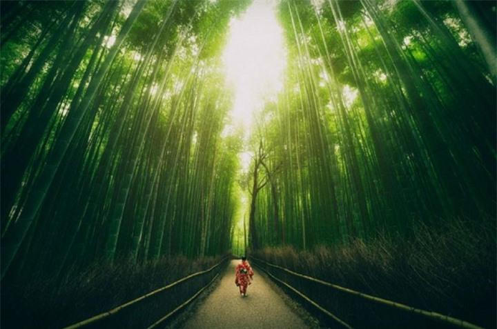 Khu rừng đẹp bậc nhất thế giới, nơi không máy ảnh nào tả hết được sự hấp dẫn - Tạp chí Doanh nghiệp Việt Nam