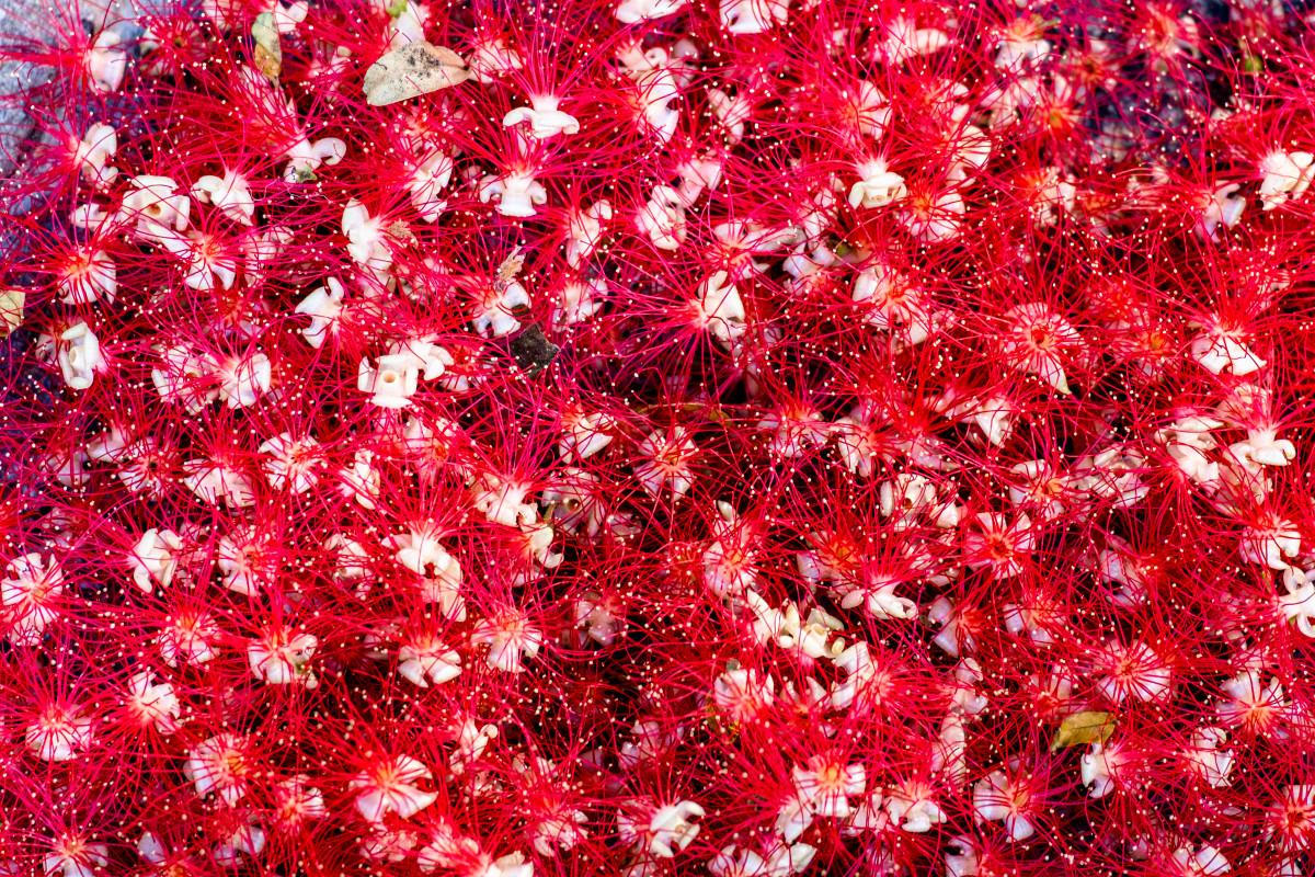 Chớp mắt mùa hoa lộc vừng