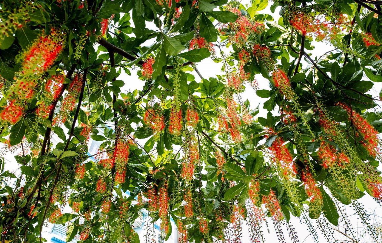 Chớp mắt mùa hoa lộc vừng