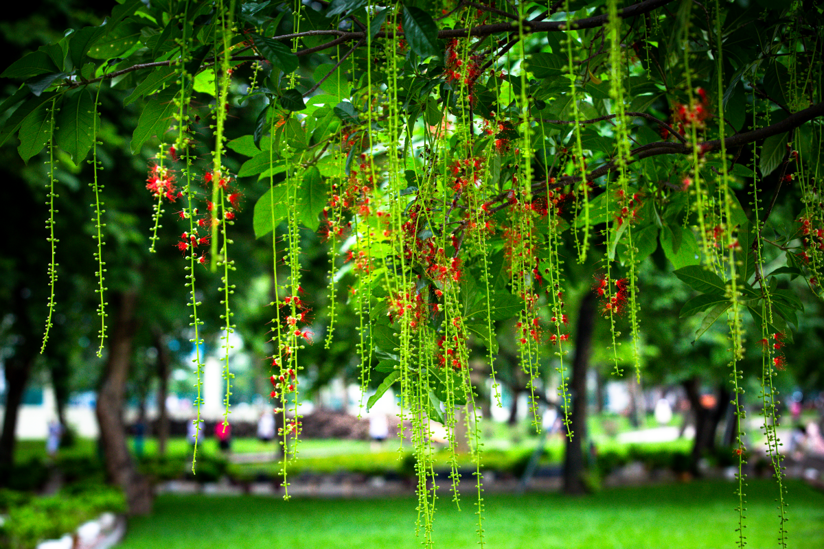 Chớp mắt mùa hoa lộc vừng