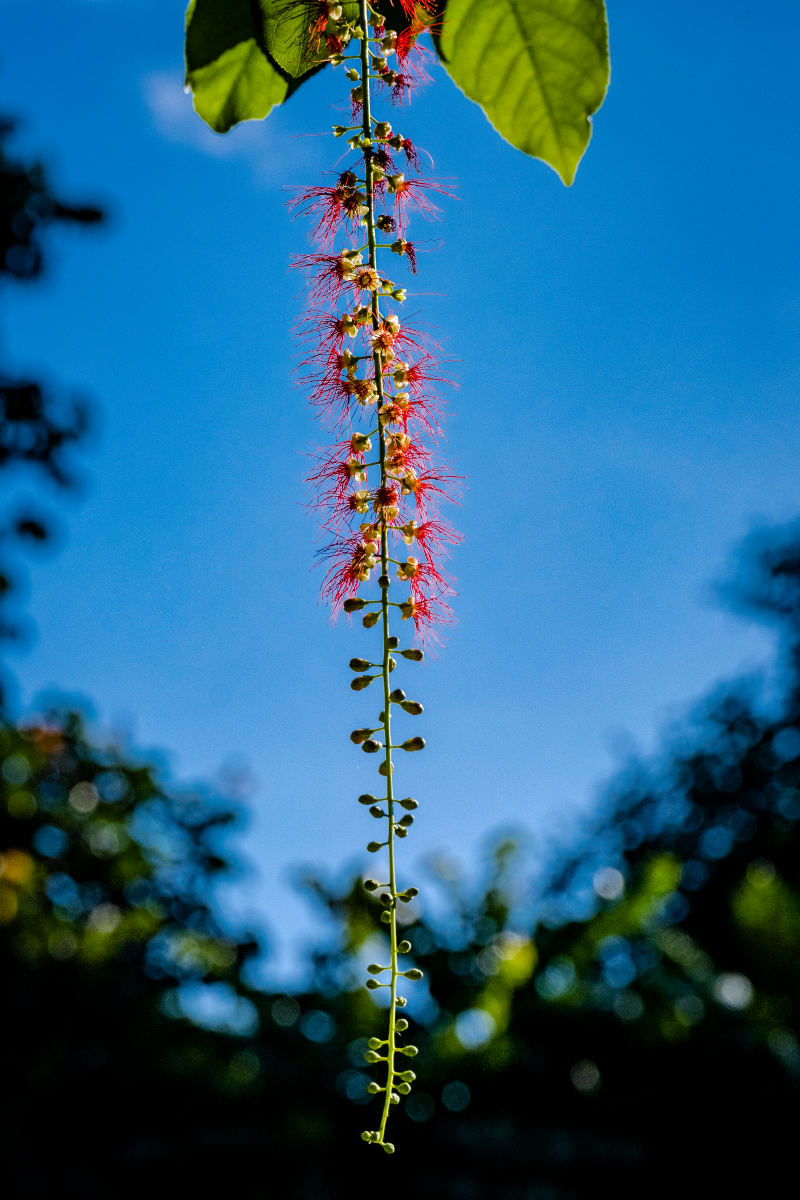 Chớp mắt mùa hoa lộc vừng