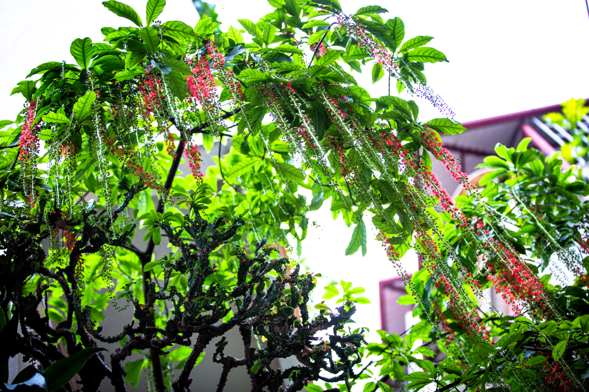 Chớp mắt mùa hoa lộc vừng