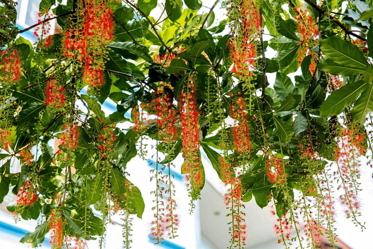 Chớp mắt mùa hoa lộc vừng