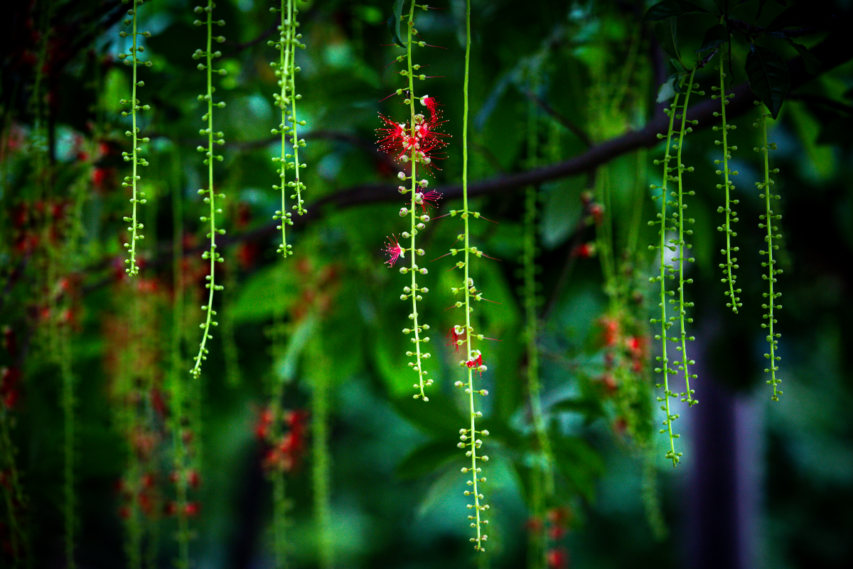 Chớp mắt mùa hoa lộc vừng