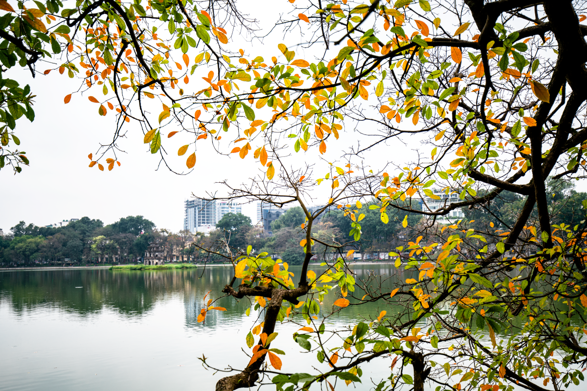 Chớp mắt mùa hoa lộc vừng