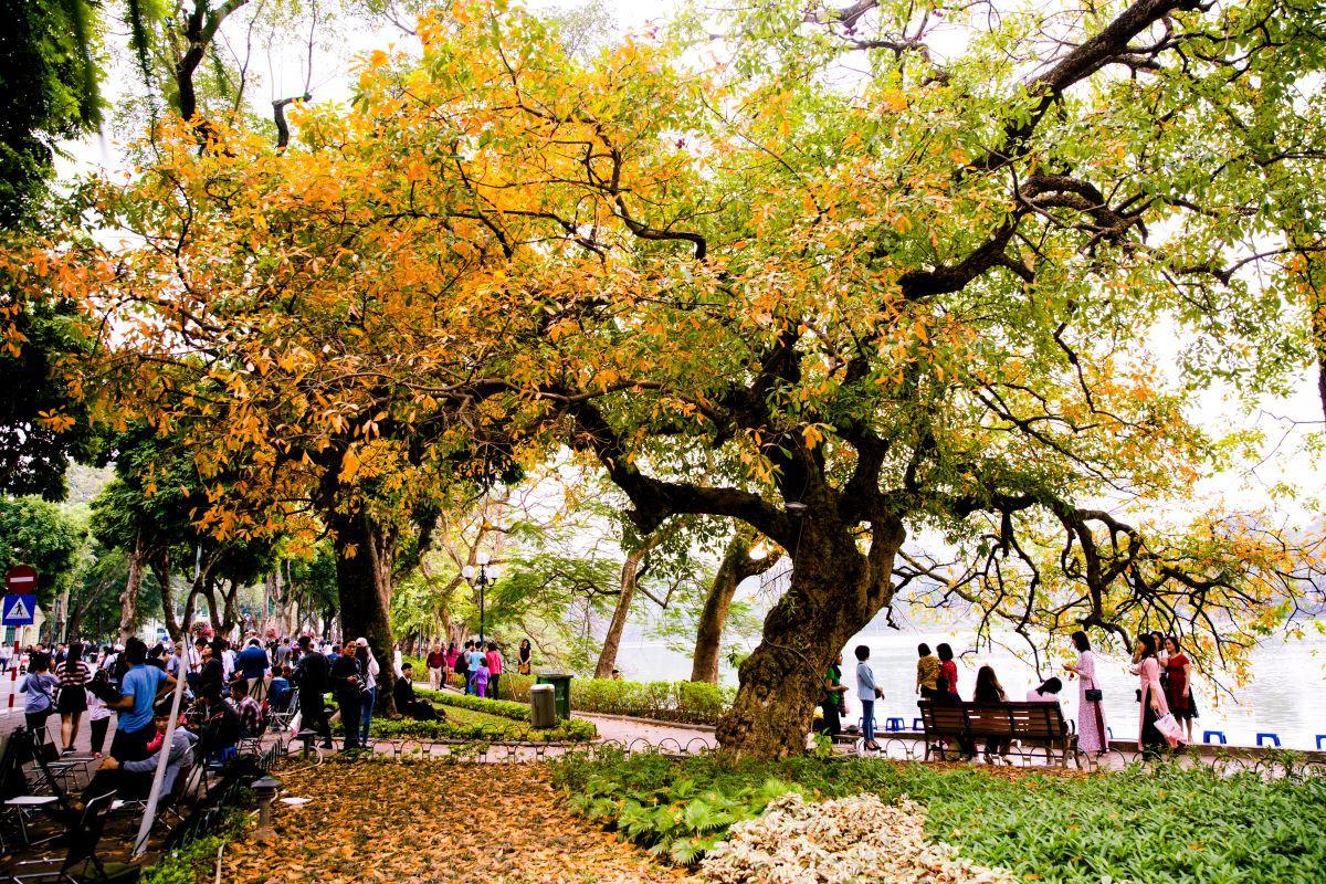 Chớp mắt mùa hoa lộc vừng