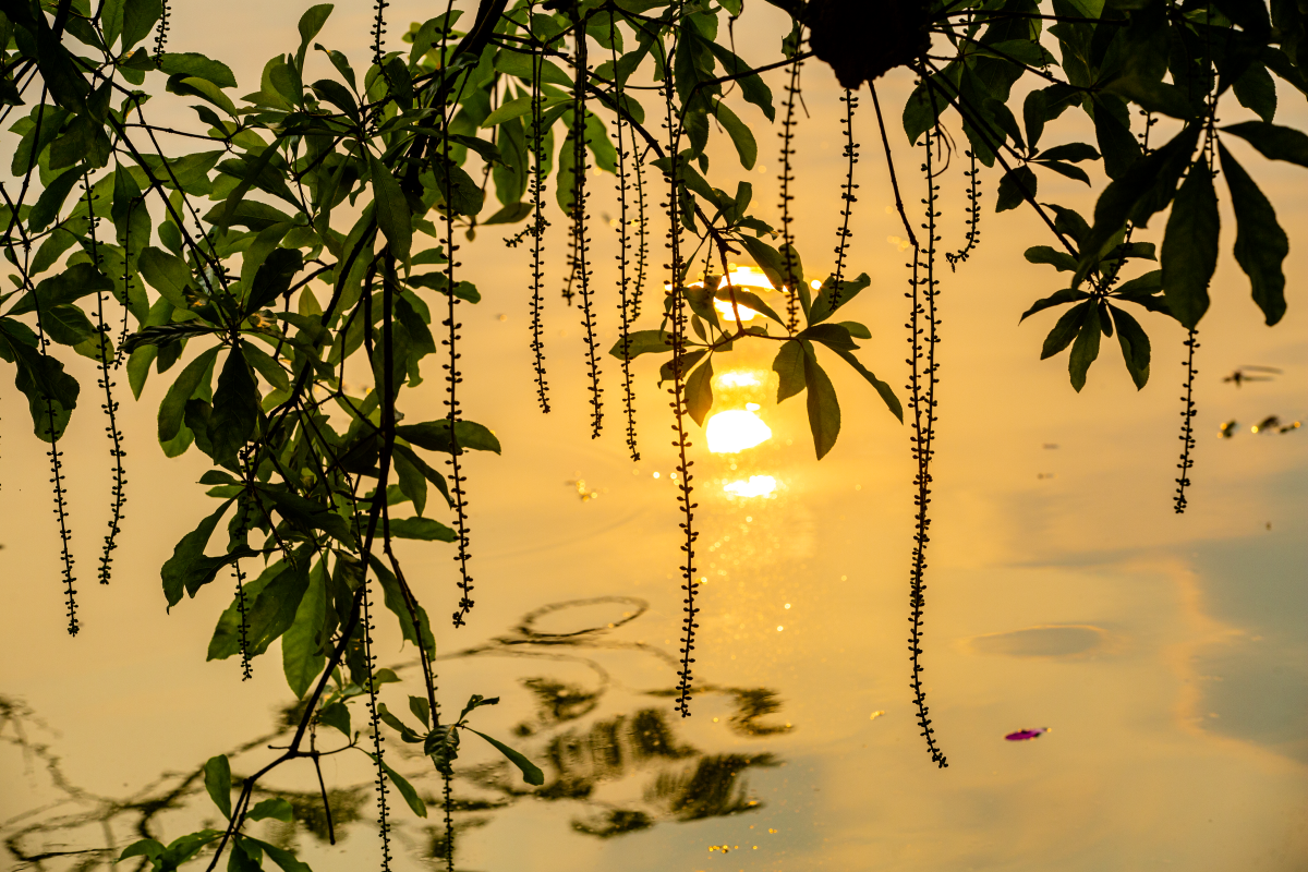 Chớp mắt mùa hoa lộc vừng