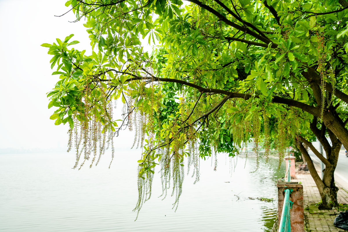 Chớp mắt mùa hoa lộc vừng