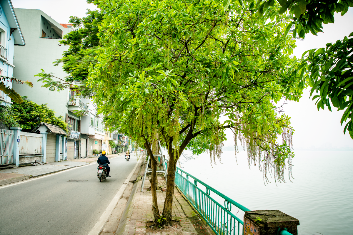 Chớp mắt mùa hoa lộc vừng