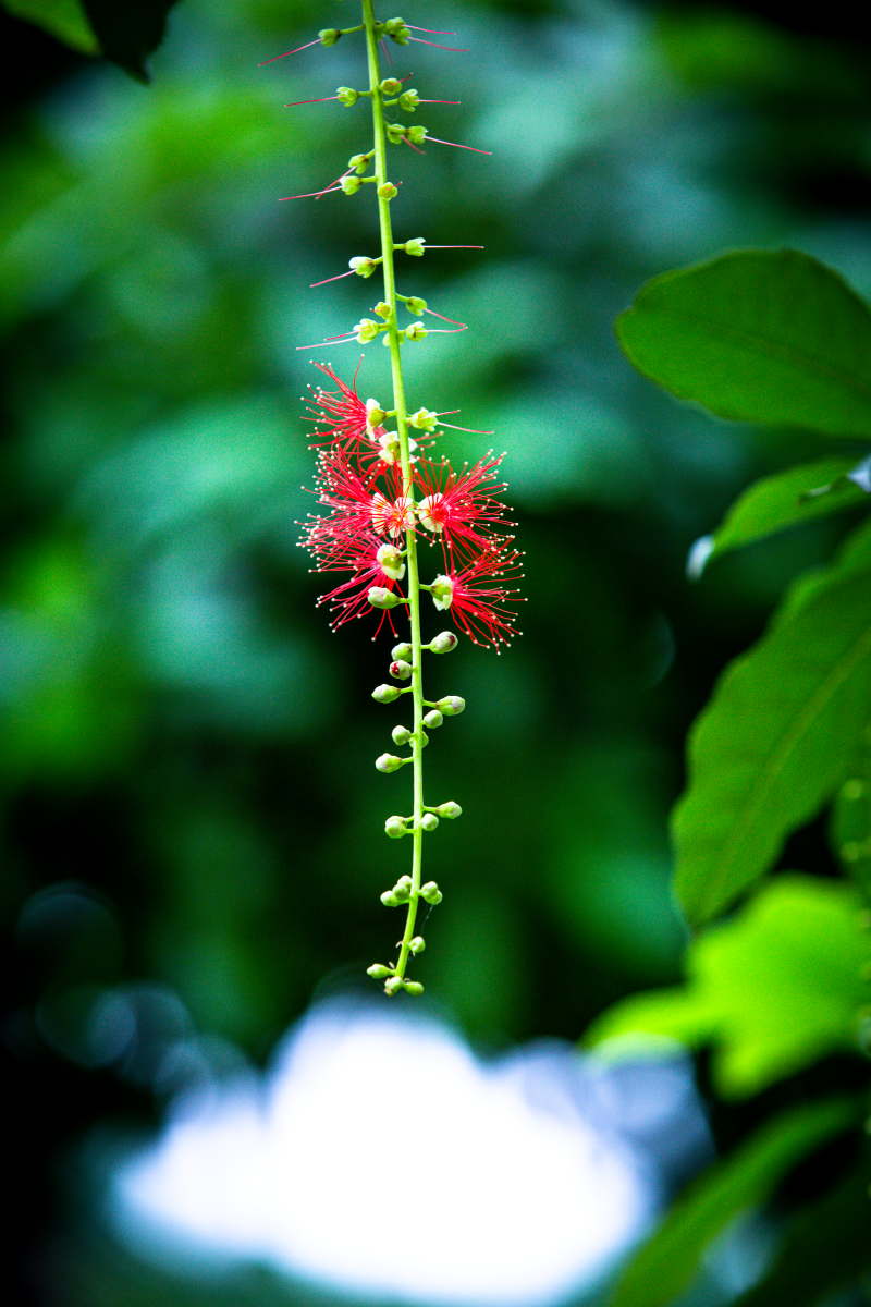 Chớp mắt mùa hoa lộc vừng