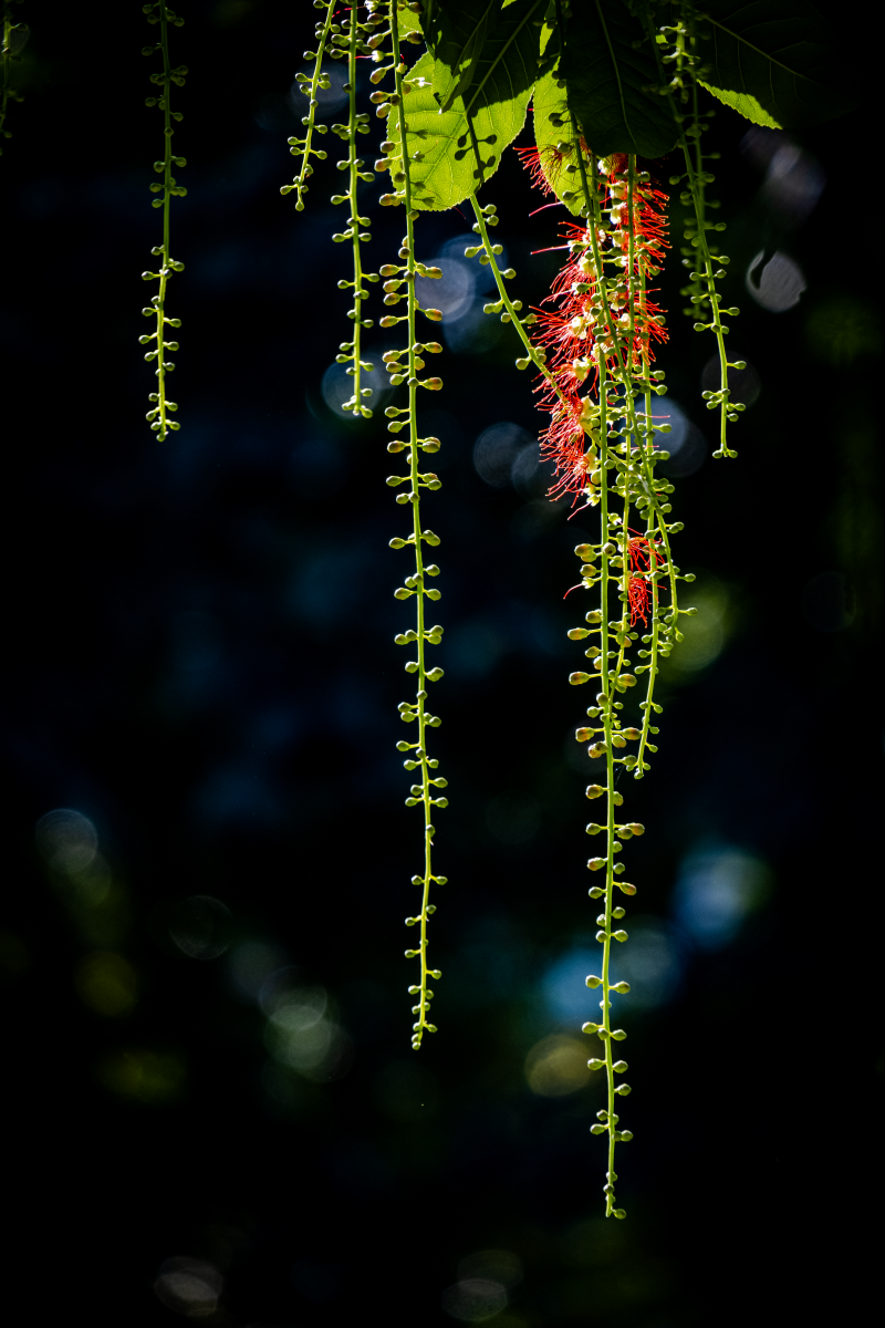 Chớp mắt mùa hoa lộc vừng