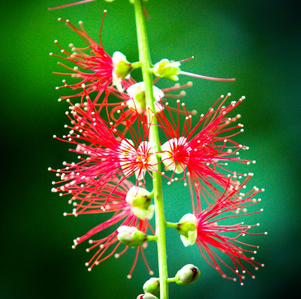 Chớp mắt mùa hoa lộc vừng