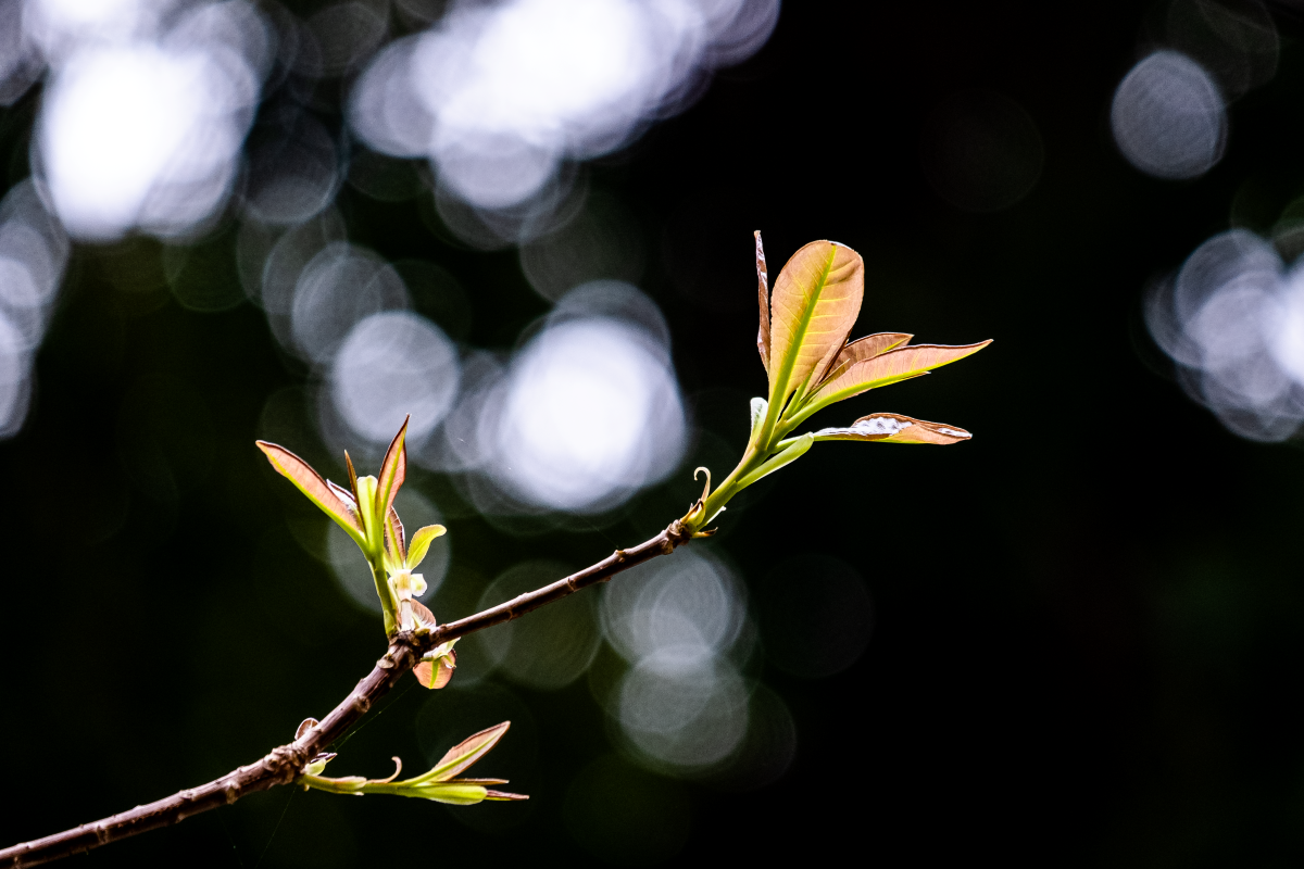 Chớp mắt mùa hoa lộc vừng