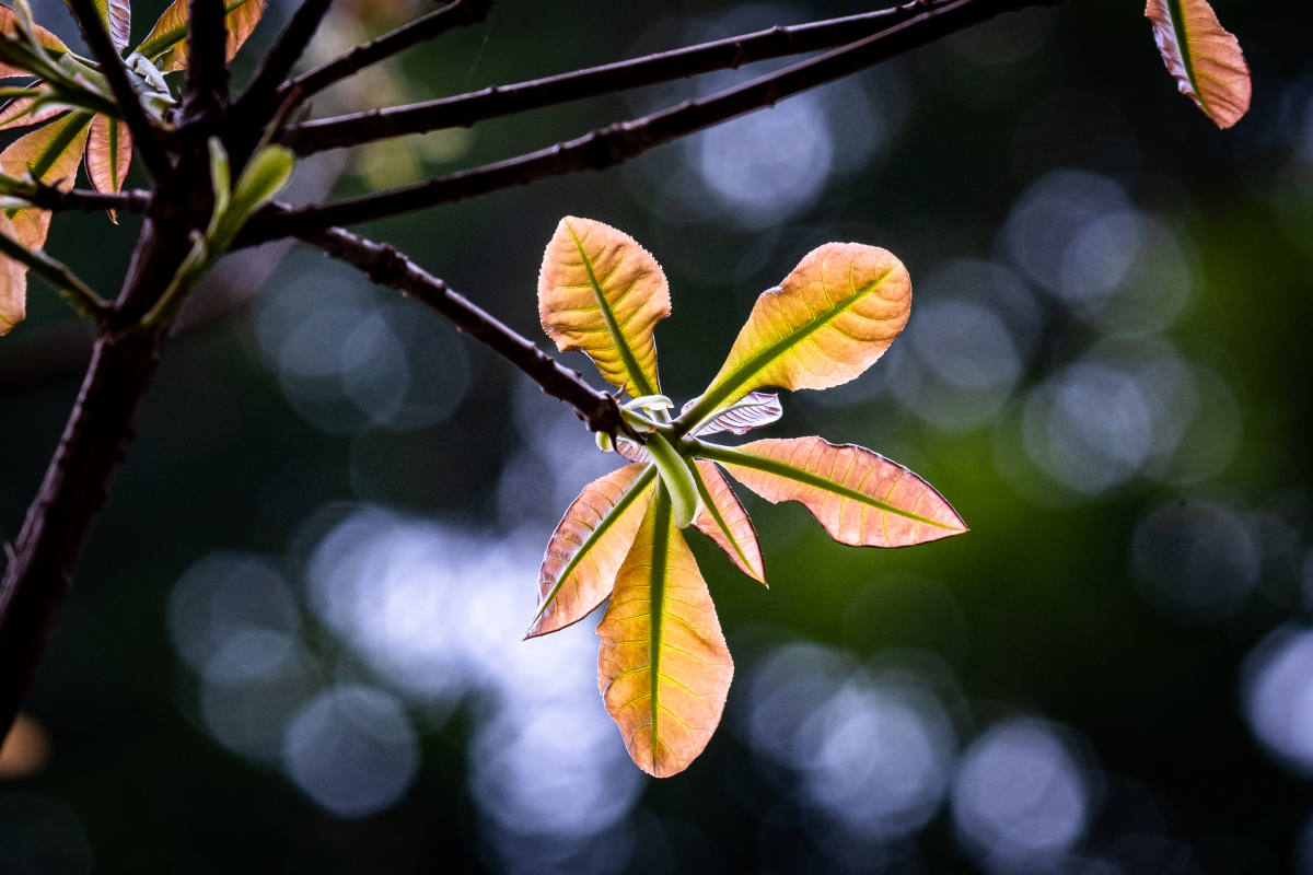 Chớp mắt mùa hoa lộc vừng