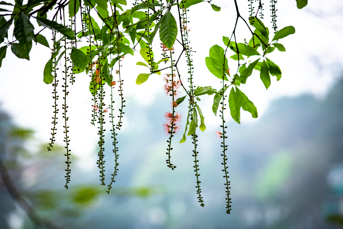 Chớp mắt mùa hoa lộc vừng