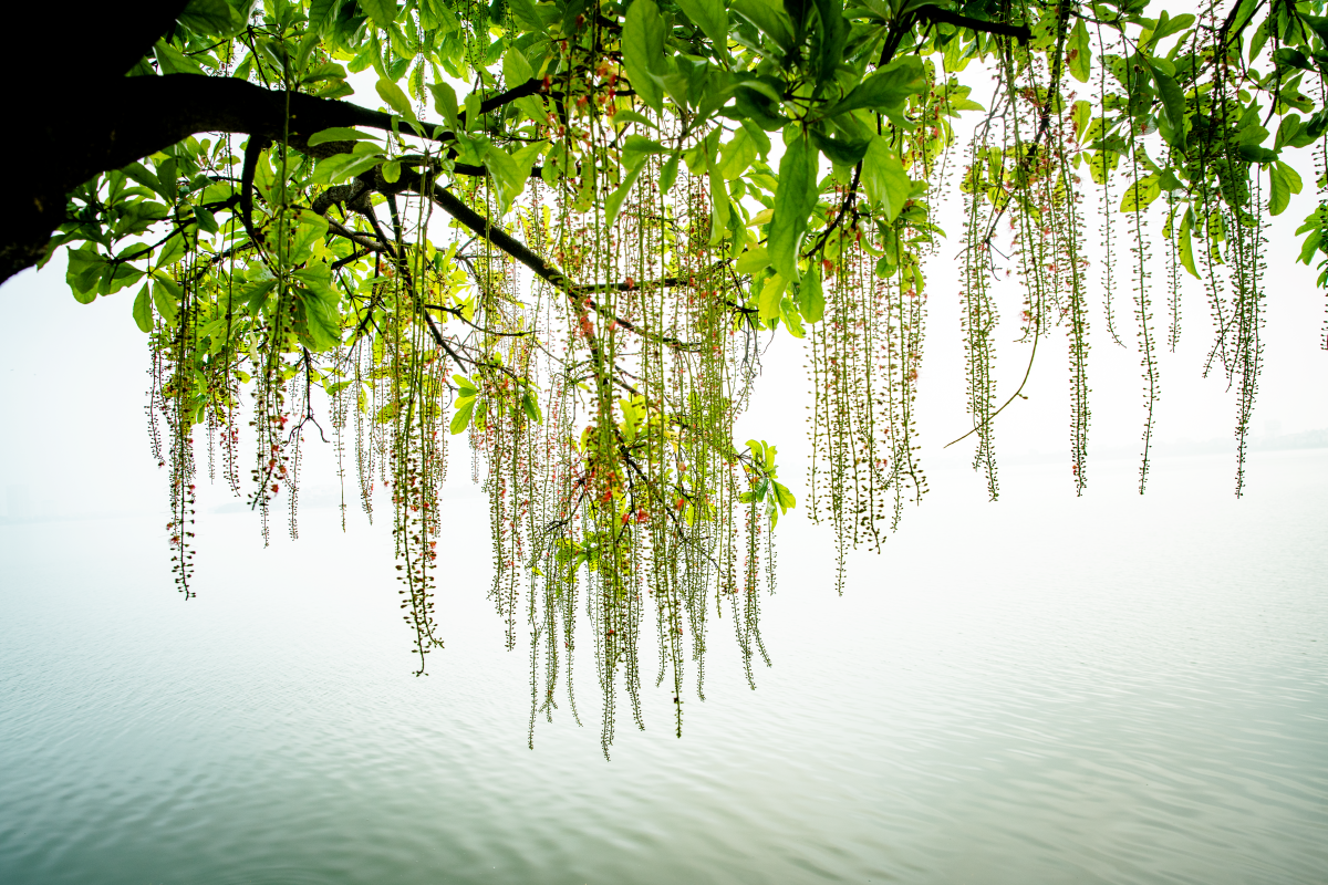 Chớp mắt mùa hoa lộc vừng