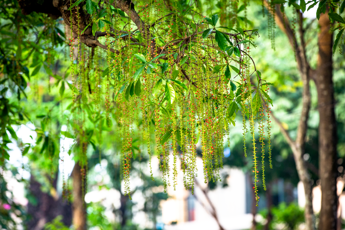 Chớp mắt mùa hoa lộc vừng