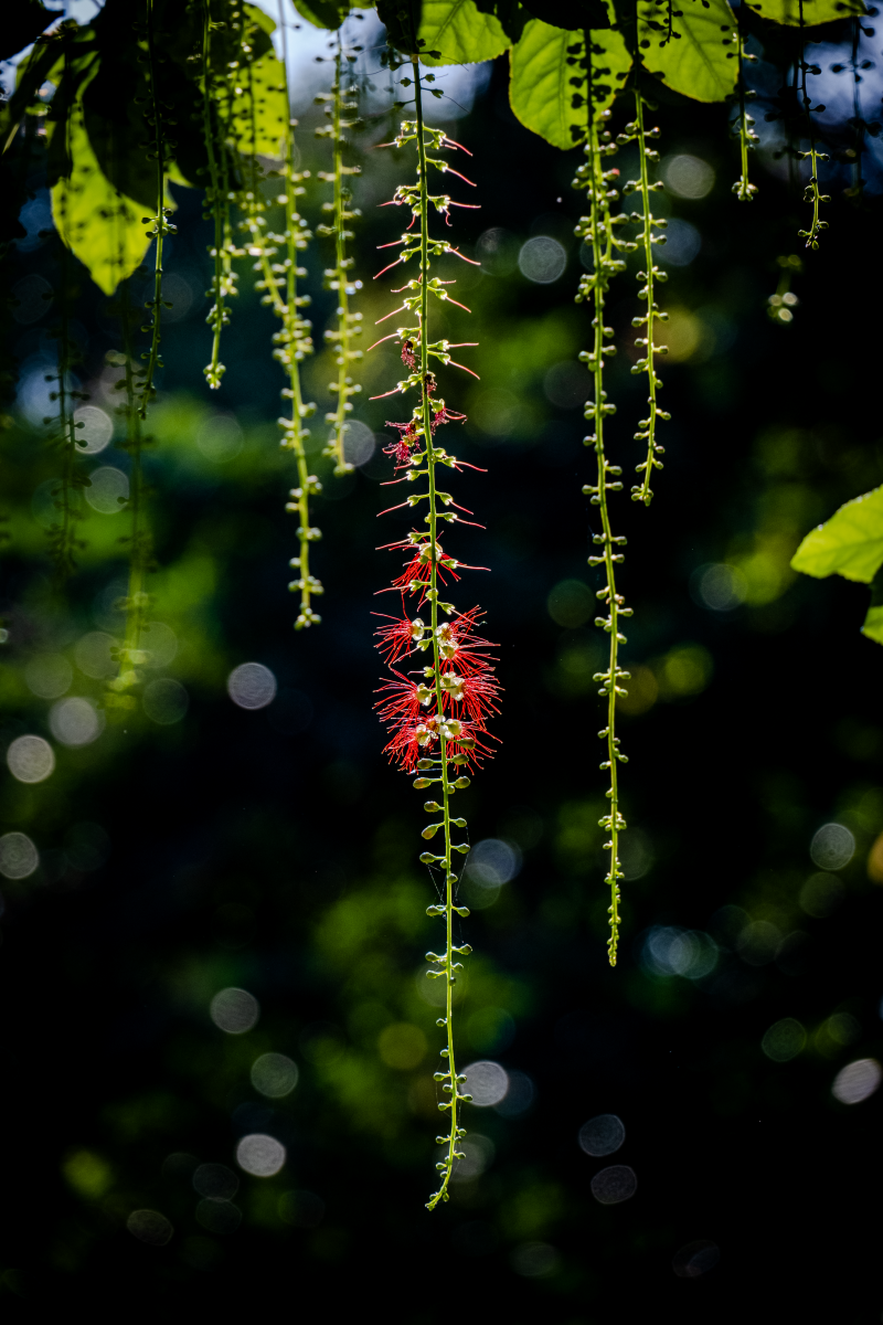 Chớp mắt mùa hoa lộc vừng
