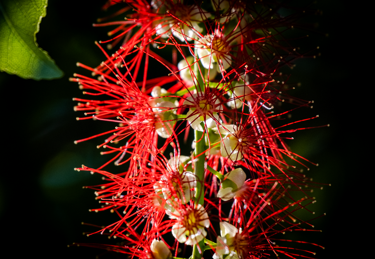 Chớp mắt mùa hoa lộc vừng