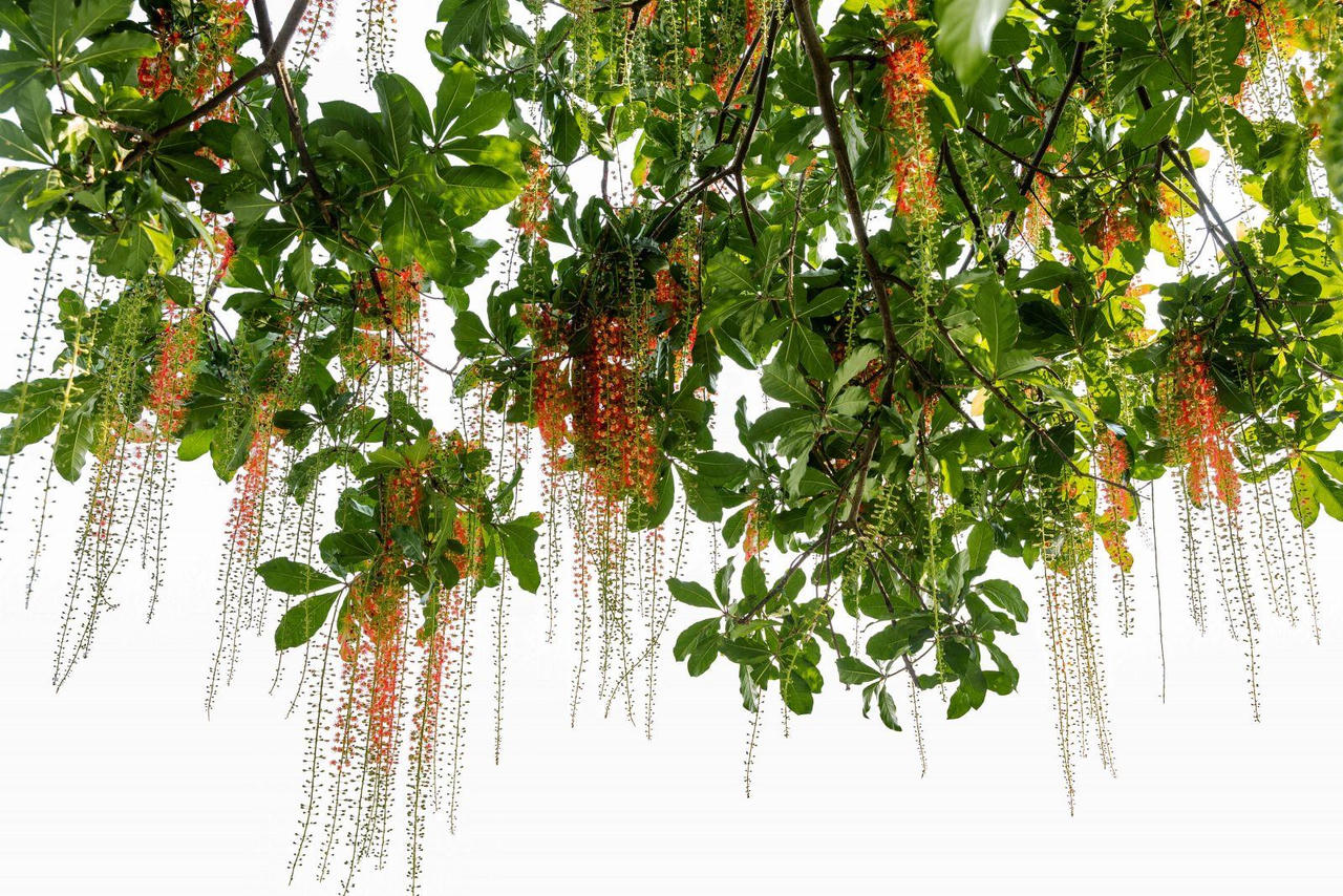 Chớp mắt mùa hoa lộc vừng