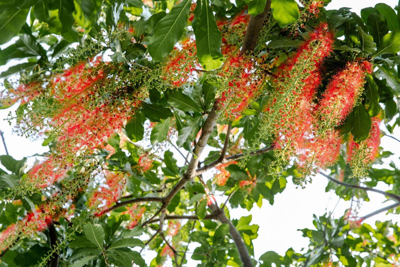 Chớp mắt mùa hoa lộc vừng